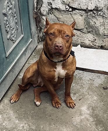 Pitbul, 2 il, Dişi