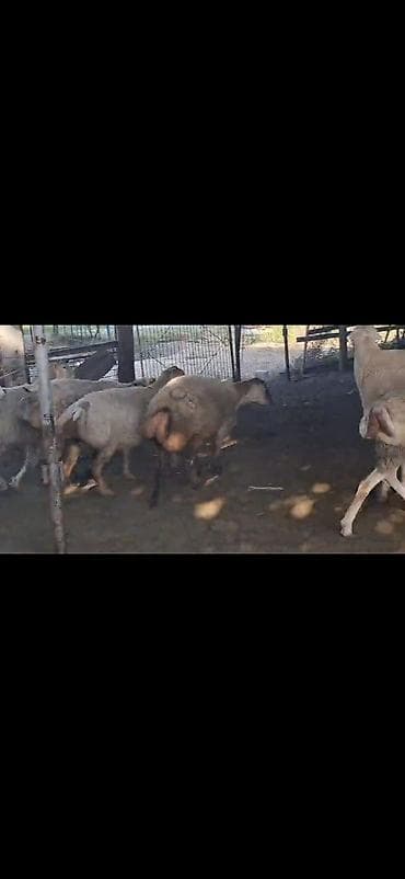 hinduska satisi: 500 bas qaradolaq sortu satlir elaqe nomresi seyfede var — 3
