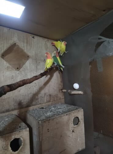 ucuz bala pişiklər: Hazır bala verən cüt nerazluçniklər.Tam sağlam quşlardır öz — 2