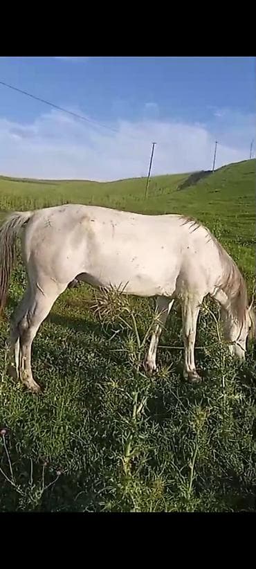 coban iti qiyməti: Yorga at, 30+ süreti var, 6 yaşı var — 5