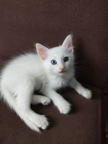 wotland pişiyi: Van — 3