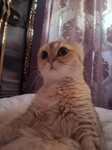 pişik geyim: Şotland, Erkək, Yaxşı əllərə, Ünvandan götürmə — 5