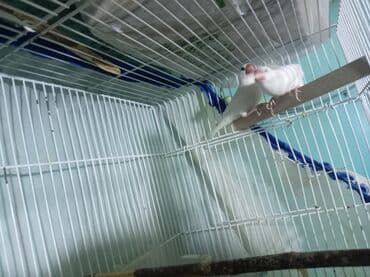 goyərcin yuvaları: Hazr cüt düm ağ risofka amadin, 2 dəfə bala verib çox gözəl balaya — 2