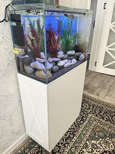 yumru akvariumlar: Dördbucaq akvarium, Balıqlarla birlikdə, 90 l, Ödənişli çatdırılma — 7