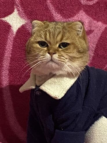 Heyvanlar üçün mallar: Qızıl şinşilla, Erkək, Cütləşmə üçün — 2