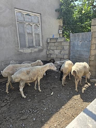 afcarka itlerin satisi: 6 baş qoyun.1-i balalı. Yekə qoyunlardı . Saxlamağa dəyər.Qiymətləri — 3