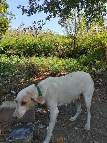 мейн кун купить в баку: Dişi, Ünvandan götürmə — 1