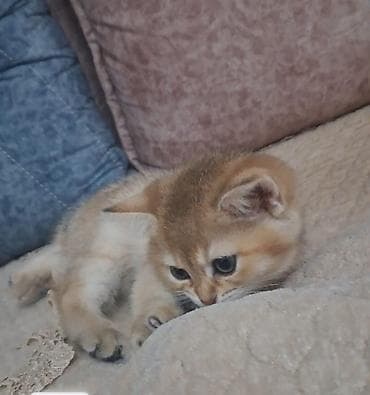 Gəmiricilər: Britan, Erkək, Dişi, Yaxşı əllərə, Ünvandan götürmə, Pulsuz çatdırılma, Ödənişli çatdırılma — 9