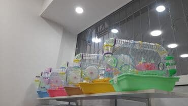 купить клетку для морской свинки: Xamyak qəfəsi. Təzədir — 1