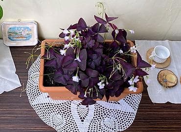 Oxalis Triangularis Bənövşəyi Üçyarpaq Yonca Yuxu Kəpənək Gülü Asan — 3