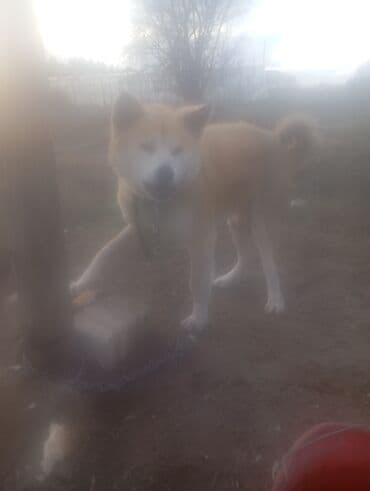 akita it: Akita Yapon iti. maraqlanmağ istəyənlərin nəzərinə çatdırım ki Haci — 1