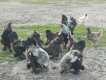 toyuğlar: Toyuq, Brama, Damazlıq — 2