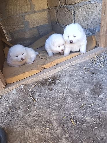 pomeranian dişi: Akita-inu, 1 ay, Dişi, Ünvandan götürmə — 2