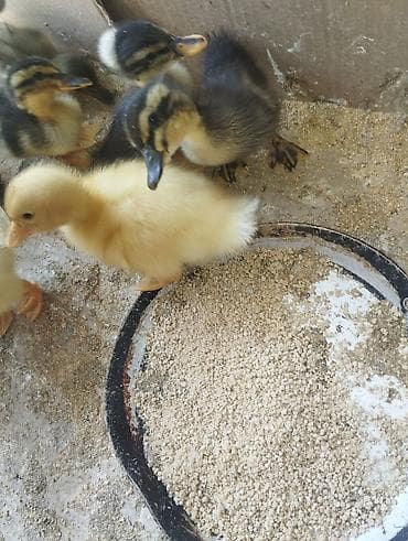 lal ördek balasi: Pekin qışqıran qarışıq ördək balaları.biri 2.50. hamsini goturene — 7