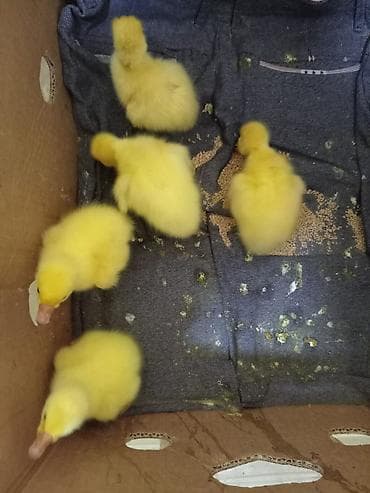 Heyvanlar üçün mallar: Məhsul: Sarı ördək balaları (paçaqlı dimdikli, tüklü cücələr) Təsvir — 1