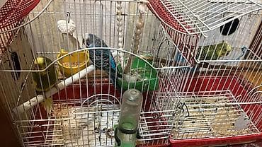 Daşıma çantaları: Dalmatin papuqayları (3 ədəd) və qəfəs dəsti iki dişi bir erkek — 5