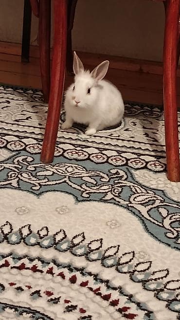 dovsan sekli: Ağ rəngli, qulaqları dik, burnu və kürəyində açıq-bej ləkələri olan — 7