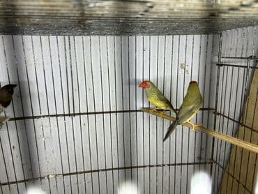 Digər quşlar: Trasnikoviy amadin 3 ededdir. 1 ededi 40 azn. 3-ü bir yerde olsa 100 — 3