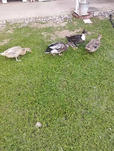bulbul satışı: Satılır. Səsli ördəklər 3 dişi 1 erkək. Disiler yumurtayir erkek — 3
