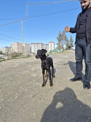 doberman iti qiymeti: Doberman, 4 ay, Erkek, Peyvəndli, Ünvandan götürmə — 6