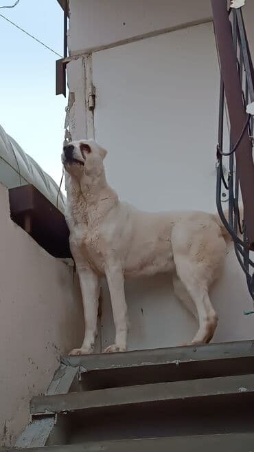 алабай в добрые руки: Alabay, 2 il, Dişi, Peyvəndli, Ünvandan götürmə — 4
