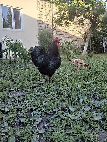 heyvanlara verilən adlar: Avstrolorp ailesi 1 xoruz 2 fere qurd dermani cicek vaksini. Cumo — 3