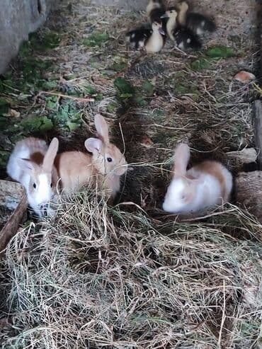 dovşan: Ev südlü-qızılı rəngdə dovşan balası, 3 ədəd - Cinsi: dekorativ/ev — 6