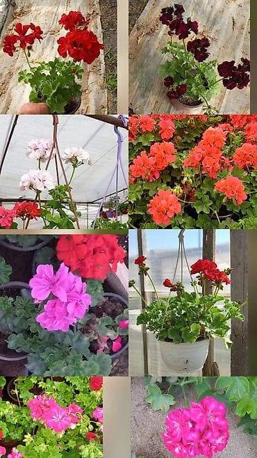 gul qurusu rəngi: Məhsul: Sardunya (Pelargonium) saksı gülləri - Rəng çeşidi: qırmızı — 1