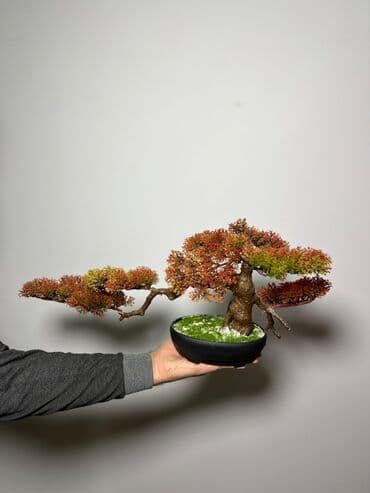 budda: Süni bonsai ağacı – dekorativ içməkan yaşıllaşdırma üçün - Realistik — 15