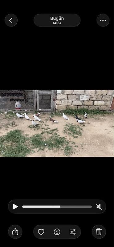 tovuz qusu satiram: 12.13 dene Heyvandı satılır hamsı tutulma Heyvanlardı Desde Sarı — 4