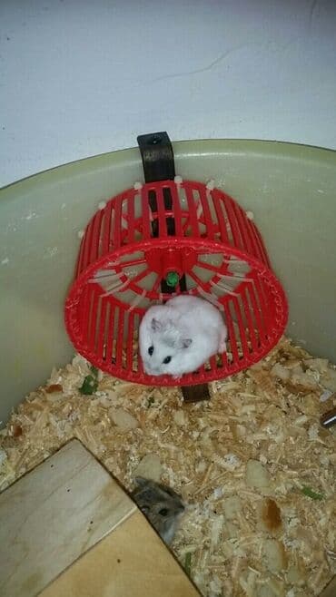 енот в баку купить: Cunqariklər dişləmirlər ələ öyrəşiblər sağlamdılar Zoo maqazin deyil — 2