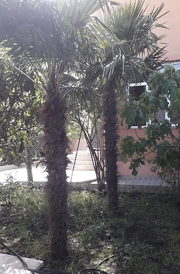 Dekorativ palma ağacları - Növ: Fan formalı yarpaqları olan dekorativ at lalafo.az Dekorativ palma ağacları - Növ: Fan formalı yarpaqları olan dekorativ
