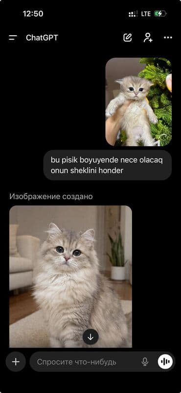 домик для кошек: 50 ile 250 arasi cins saf qan saqlam pisiklerimiz var sekilde olmayan — 2