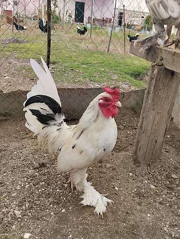 Yaponka xoruz, ayağı lələkli, daş pipik, 1 illik, keçən ilki çıxışdır