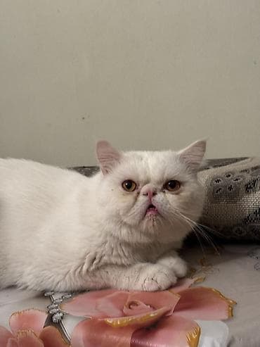 Fars, Erkək, Yaxşı əllərə