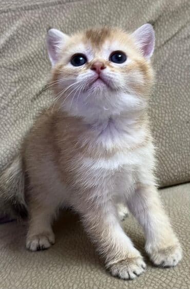 Lincoln: Sevimli pişik balaları - Növ: Ev pişiyi, müxtəlif balalar - Rənglər — 1