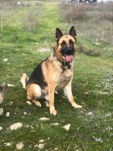 Alman çoban iti, 3 il, Erkek, Ünvandan götürmə