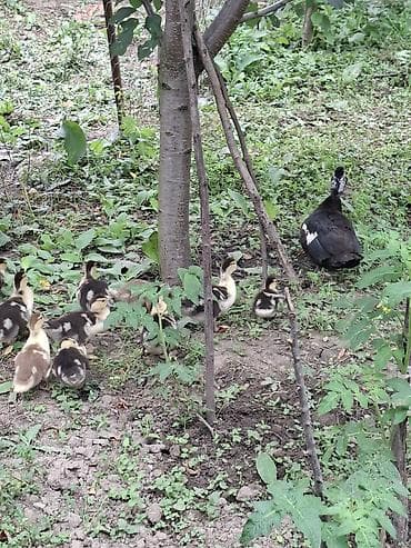 danışan quşlar: Muscovy (hindi) ördəkləri – ana ördək 12 balaları ilə - Cins — 4