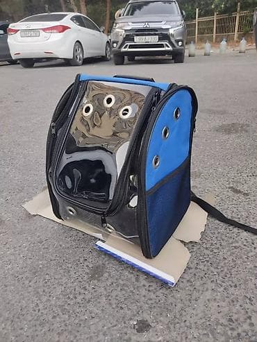 Pişiklər: Benqal, Erkək, Pulsuz çatdırılma — 7