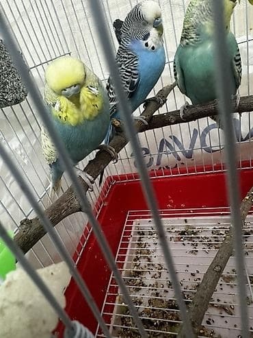 Spemqil sortu rengi mutasiyaya uğrayıb belə rəng tapmaq çətindir