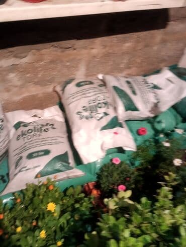 саженцы малины тарус: Qazon landşaft #qazon #torf #torf250litrlik Ekolayf #ekolayf balaken — 29