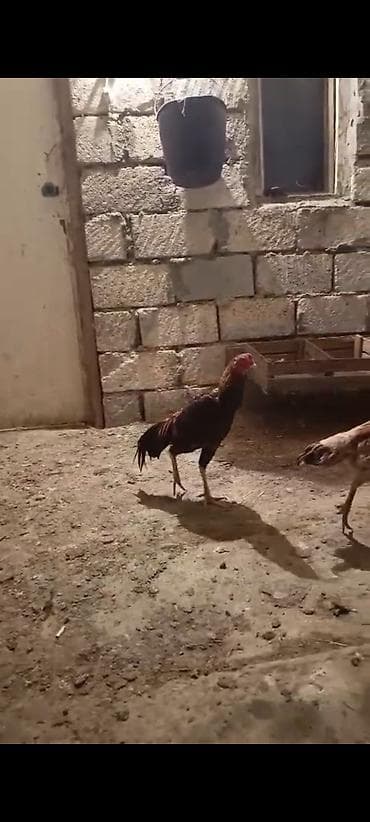 gence xoruz: Xoruz, il: <1, Ödənişli çatdırılma — 2