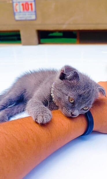 вислоухие коты серые: Шотландская, Самец — 5