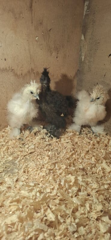 Коровы, быки: Куриные цыплята, Для разведения — 1