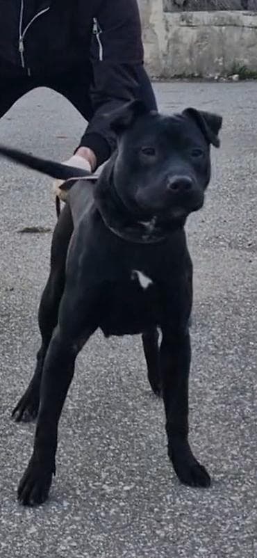 dalmatin satilir: Pitbul — 4