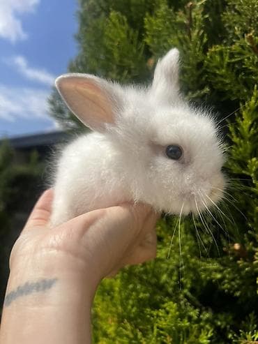 Кролики: 🐰🐰🐰 — 4