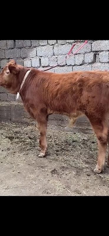 erkəy danalar: Qırmızı-qonur rəngdə, uzun tüklü gənc buğa balası (erkək danalıq) — 7