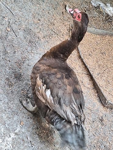 tovuz quwu: Muscovy (indo) ördəyi – qəhvəyi rəngli, ağ ləkəli lələklər, qırmızı — 2