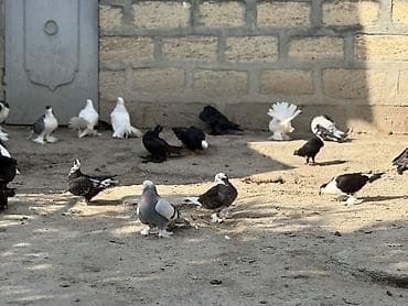quş qefes: Gorduyunuz dekorativ goyercinler satilir ciddi alicilar yazsin — 3