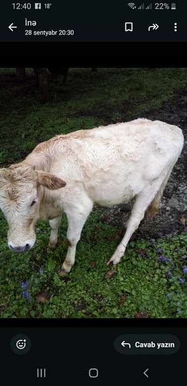 simental inekler azerbaycanda: Məhsul: Dana/İnək balaları Təsvir: - Təbii otlaqda bəslənmiş bir neçə — 4